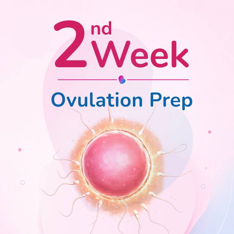 Week 2 - Ovulation Prep