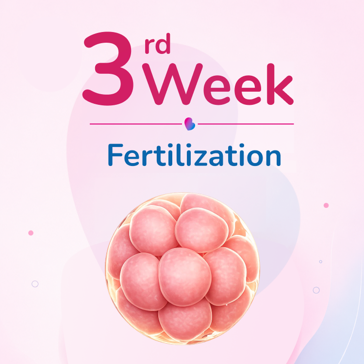 Week 3 - Fertilization