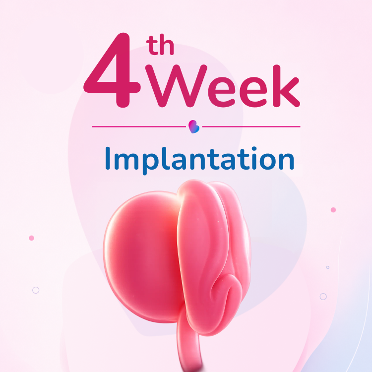 Week 4 - Implantation